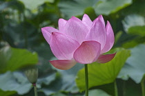 Lotus, Sacred lotus, Nelumbo nucifera, Close up of pink coloured flower growing outdoor.