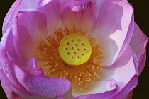 Lotus, Sacred lotus, Nelumbo nucifera, Close up of pink coloured flower growing outdoor showing stamen.