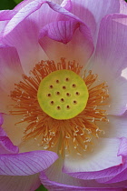 Lotus, Sacred lotus, Nelumbo nucifera, Close up of pink coloured flower growing outdoor showing stamen.