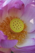 Lotus, Sacred lotus, Nelumbo nucifera, Close up of pink coloured flower growing outdoor showing stamen.