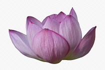 Lotus, Sacred lotus, Nelumbo nucifera, Close up of pink coloured flower cut out from its background.