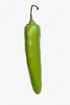 Chilli, Serrano Chili, Capsicum annuum 'Serrano', Studio shot of green fruit against white background.