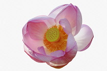 Lotus, Sacred lotus, Nelumbo nucifera, Close up of pink coloured flower cut out from its background.