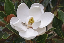 Magnolia, Magnolia Bull bay, Magnolia grandiflora, Close up of white flower growing outdoor.