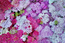 Aerial view of mixed Yarrow, Oregon, USA.