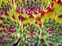 Hens and Chicks succelent, Sempervivum tectorum, close up of colourful plant showing pattern.
