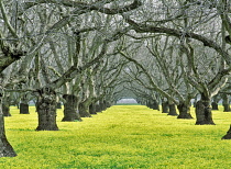 Old walnut orchard with yellow legume ground cover. Near Colusa, California, USA.