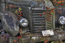 Old truck with blackberry vines in autumn colour, Oregon, USA.