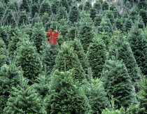 Grand fir Christmas trees with red bow on one, Oregon, USA.