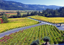 View of vineyards in front of Castello di Amorosa. Napa Valley, California, USA.