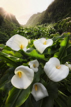 Calla Lilies at sunset, California, USA.