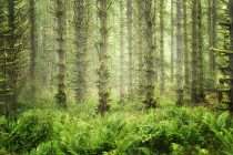 Moss covered trees and fog in Silver Falls State Park, Oregon, USA.