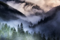 Fog rolling over valley, Opal Creek, Oregon, USA.