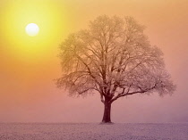 Lone oak tree in field, Wilsonville, Oregon, USA.