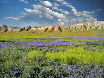 Carizzo plain with mostly purple Fremont's Phacelia, Pacelia fremontii, Carrizo Plain National Monument, California, USA.