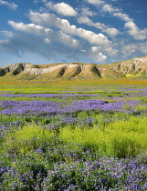 Carizzo plain with mostly purple Fremont's Phacelia, Pacelia fremontii, Carrizo Plain National Monument, California, USA.