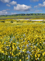Field of Hillside Daisies, Monolopia lanceolata, and blue Native Mustard, Guillenia lemmonii, Carrizo Plain National Monument, California, USA.