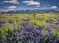 Devil's Lettuce or Fiddleneck, Amsinckia tessellata, and purple Fremont's Phacelia, Pacelia fremontii, Carrizo Plain National Monument, California, USA.