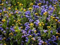 Close up of Devil's Lettuce or Fiddleneck, Amsinckia tessellata, and purple Fremont's Phacelia, Pacelia fremontii, Carrizo Plain National Monument, California, USA.
