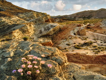 Mojave Aster in Red Rock Canyon State Park, California, USA.