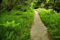 Path througn wood next to Ballynahinch River, County Galway, Ireland.