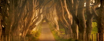 The Dark Hedges Rural Beech tree lined road in County Antrim, Ireland.