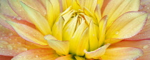 Dahlia, Candlelight, Close up showing patetrn and water droplets.