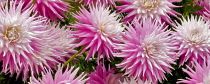 Dahlia, Hollyhill Quintessence, Close up of pink flowers shwong spiky pattern.