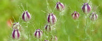 Nigella damascena 'love in a mist'  flower seed heads growing outdoor.
