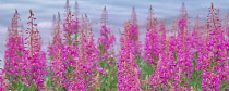 Fireweed, Epilobium angustifolium, Jasper National Park, Canada.