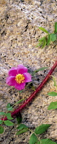 Rose, single pink flower against granite, Inyo National Forest, California, USA.