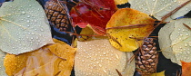 Pond with autumn colored leaves of aspen with lodgepole pine cones and needles, Oregon, USA.