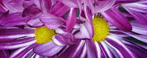 Chrysanthemum, Close up of pink coloured flowers.