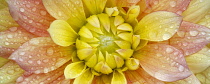 Dahlia, Peaches and Dreams, Close up showing pattern and water droplets.