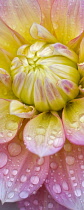 Dahlia, Peaches and Dreams, Close up showing pattern and water droplets.