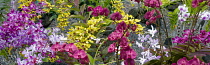 Orchids at Moir Gardens. Klahuna Plantation Resort. Kauai, Hawaii