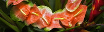 Anthurium, Colourful tropical flower display.