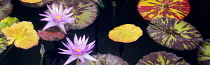 Lily, Water lily, Tropical lilies and colorful leaves.