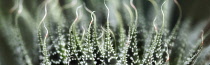 Zebra plant, Calathea zebrina, Pearly Dots plant, Close up showing spiky pattern.