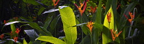 Heliconia flowers, Hawaii Tropical Botanical Gardens, USA.