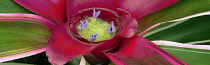 Bromeliad, Bromeliad neoregelia, Close up showing detail of small mauve flowers.