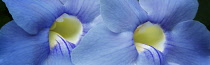 Purple Allamanda, Close up of blue coloured flowers.