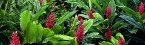 Red Ginger, Alpinia purpurata, Mauai, Hawaii, USA.