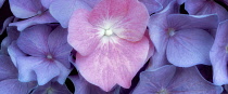Hydrangea, Close up of pink and mauve coloured flowers growing outdoor.