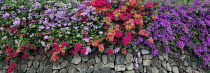 Bougainvillea, Mass of colourful flowers growing along rock wall, Hawaii Island, USA.