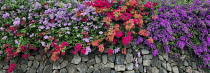 Bougainvillea, Mass of colourful flowers growing along rock wall, Hawaii Island, USA.