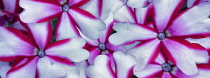 Phlox, Close up of red and white flowers growing outdoor.
