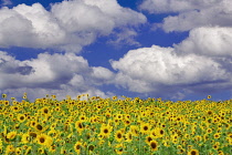 Sunflowers near Sherwood, Oregon, USA.