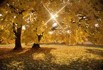 Big Leaf Maple trees in autumnal colours with sunburst, Monroe, Oregon, USA.
