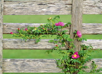 Rose, Wild rose, Rosa nukana, and old fence, Oregon, USA.
